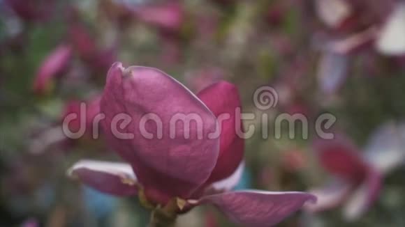 粉红色玉兰花木兰花视频的预览图