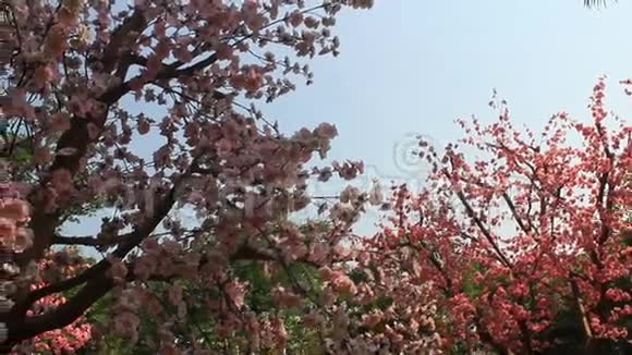 春天花园樱花视频的预览图