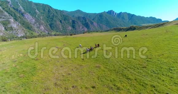 在草地上飞过野马群春山野自然自由生态概念视频的预览图