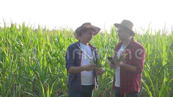 团队合作智能养殖概念慢动作视频两名男子农艺师持有数码平板触摸板电脑团队合作视频的预览图