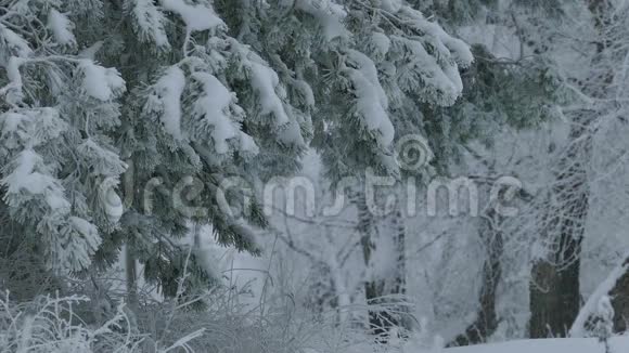雪野林中的枞树枝圣诞节的冬天的雪视频的预览图
