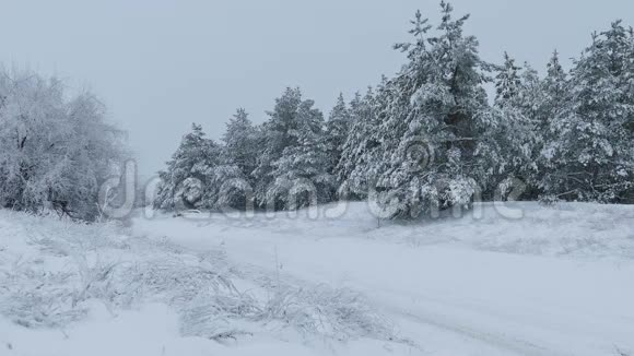 雪野林中的圣诞树冬天下雪视频的预览图