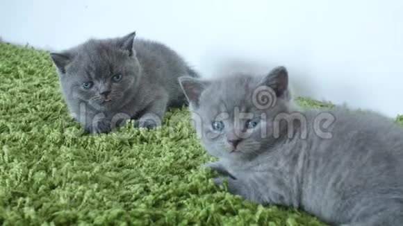 一只绿地毯上的英国小猫视频的预览图