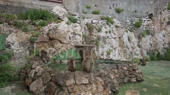 直布罗陀墙上的猴猴视频的预览图