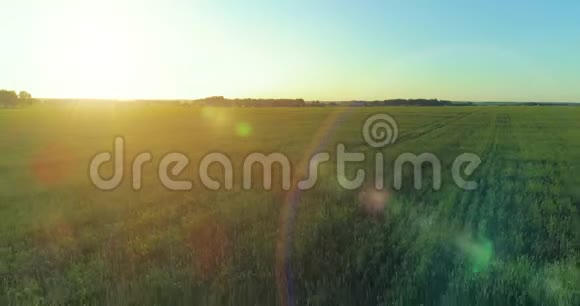 夏季阳光充足的夜晚低空飞行在乡村夏田之上有着无尽的黄色景观地平线上的太阳视频的预览图