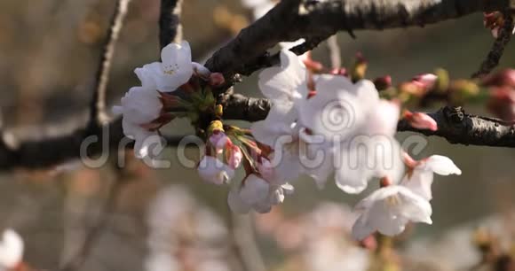 东京公园的樱花特写视频的预览图