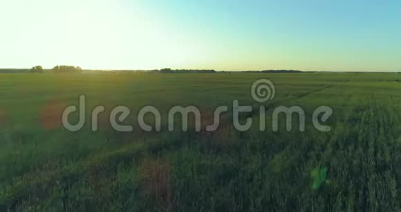 夏季阳光充足的夜晚低空飞行在乡村夏田之上有着无尽的黄色景观地平线上的太阳视频的预览图