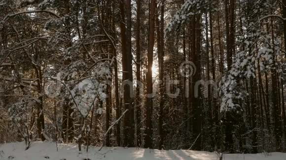 冬天森林里的太阳视频的预览图