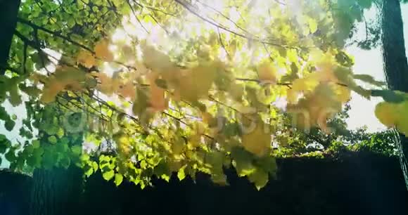 白天的森林树木和五颜六色的黄色秋叶在大自然的背景下阳光从森林中飞过视频的预览图