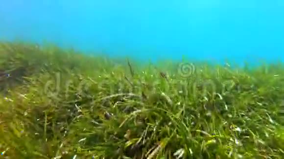 马耳他的海草视频的预览图