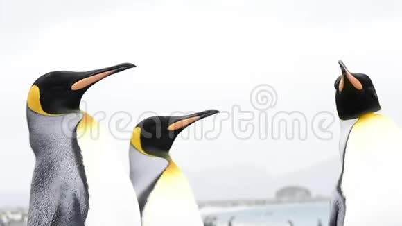 企鹅国王在海滩上散步视频的预览图