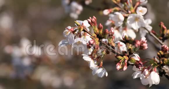 东京公园的樱花特写视频的预览图