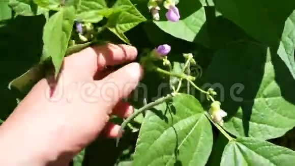 花园里种着新鲜的青豆肥沃的美洲豆视频的预览图