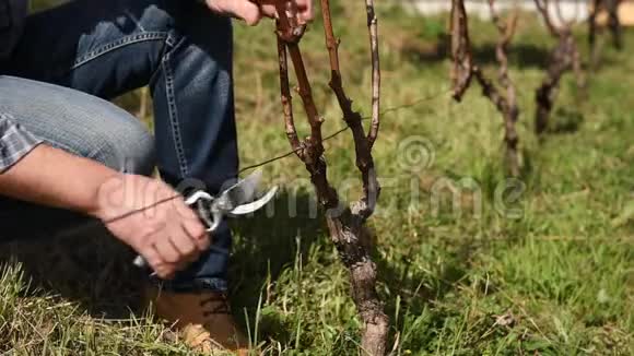 酿酒师正在修剪葡萄园农业视频的预览图