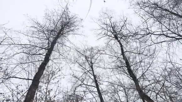 冬季森林中干燥的树梢灰色天空背景下的自然景观视频的预览图