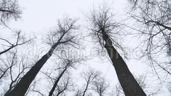 冬季森林树木的干燥顶部灰色天空的背景景观视频的预览图