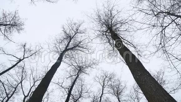 冬季森林树木的干燥顶部灰色天空背景的景观视频的预览图