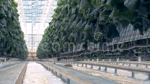 温室里的黄瓜植物4K视频的预览图
