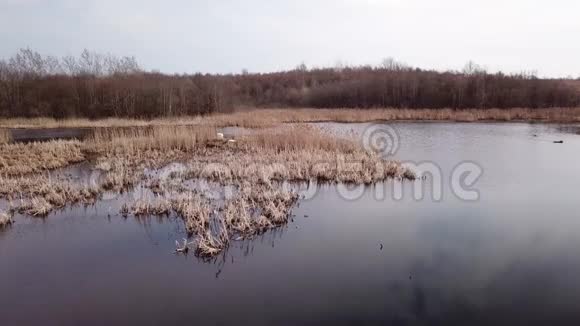 维捷布斯克市郊区的天鹅湖视频的预览图