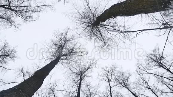 冬季森林中干燥的树梢大自然的风景灰色天空的背景视频的预览图