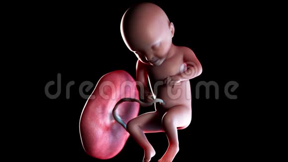 人类胎儿第31周视频的预览图