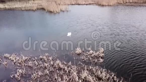 维捷布斯克市郊区的天鹅湖视频的预览图
