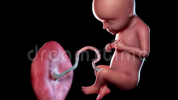 人类胎儿第29周视频的预览图