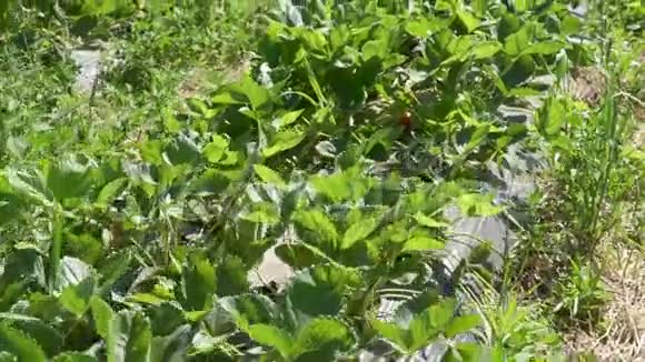 在田里种草莓视频的预览图