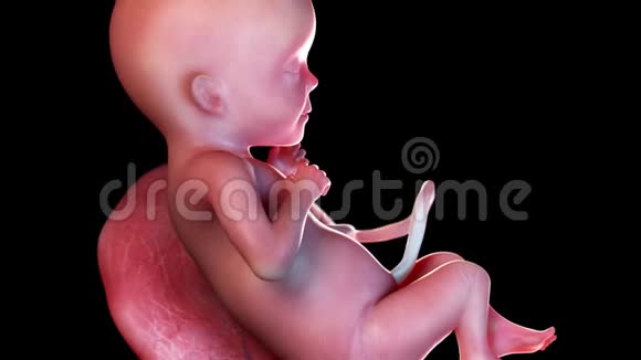 人类胎儿第26周视频的预览图
