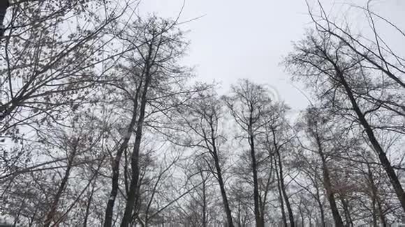 冬季森林中的干枯树梢灰色天空背景下的自然景观视频的预览图