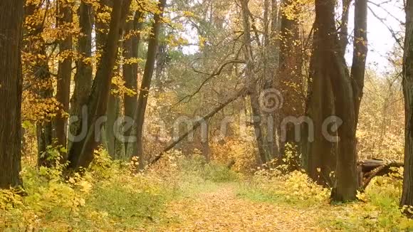 森林自然保护区秋季落叶日视频的预览图