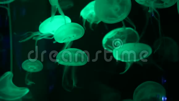 带有霓虹灯的鱼缸中的水母视频的预览图