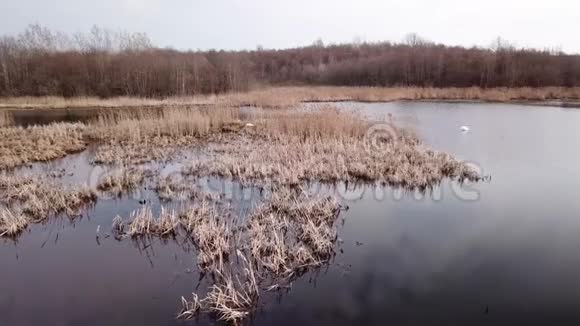 维捷布斯克市郊区的天鹅湖视频的预览图
