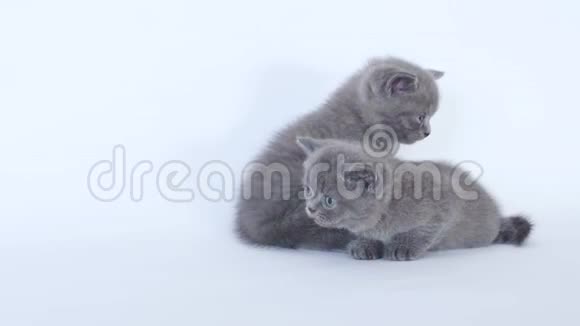 白色背景上的小猫视频的预览图