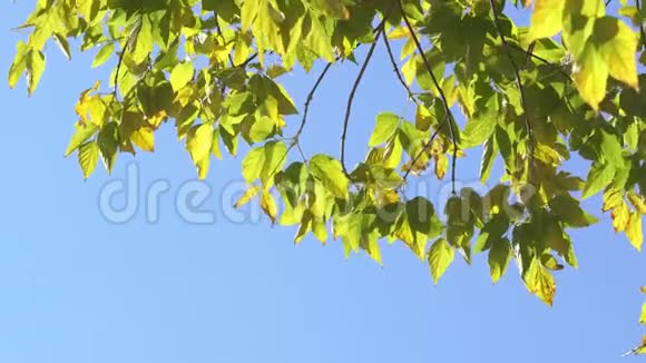 绿色的叶子在树枝上视频的预览图