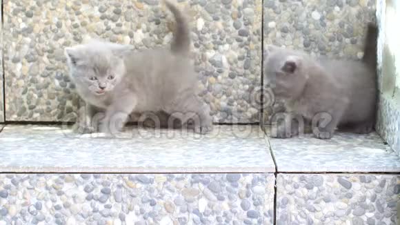英国小猫在户外玩耍视频的预览图