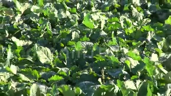 秋季绿色油菜农业田视频的预览图