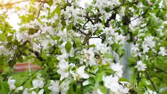 白花花的春苹果园视频的预览图