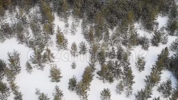 飞过冬天的杉树视频的预览图