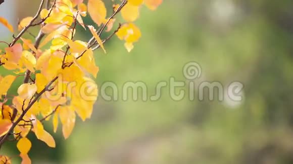 带黄色叶子的树枝视频的预览图