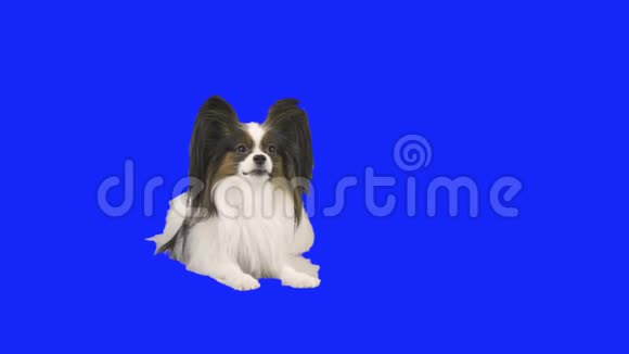 帕皮龙狗在一个蓝色的hromakey股票录像视频的预览图