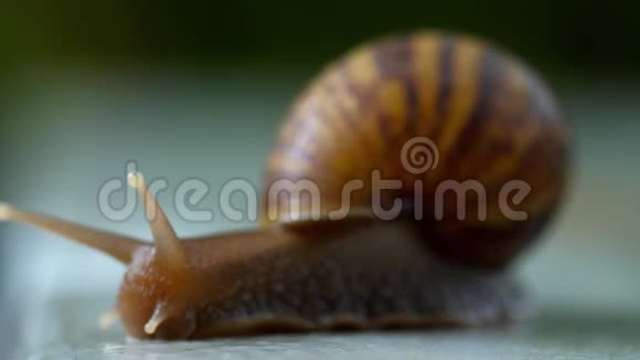 花园蜗牛爬行宏观视频的预览图