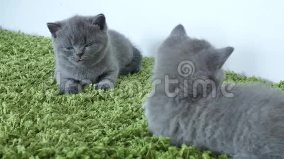 一只绿地毯上的英国小猫视频的预览图