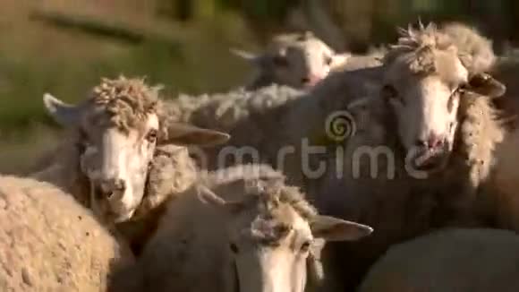 绵羊在走路视频的预览图