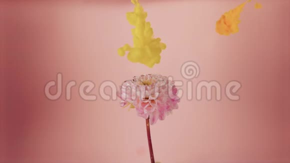 五颜六色的水滴落在粉红色背景下美丽的粉红色花朵上视频的预览图