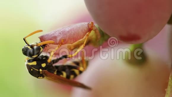 自然界昆虫的宏观摄影视频的预览图
