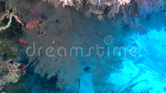 马尔代夫海中海底五颜六色珊瑚的红鱼群视频的预览图