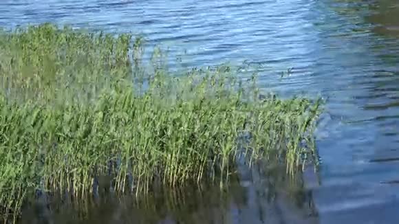六月湖景日视频的预览图