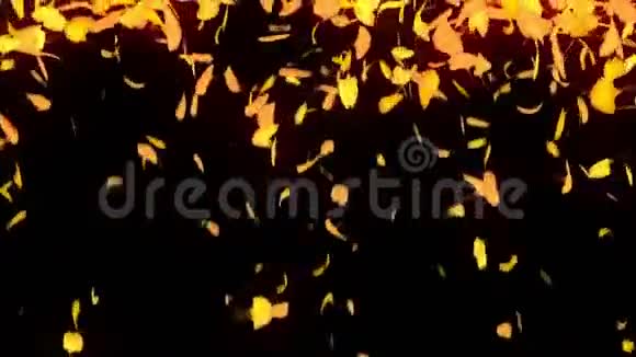 秋天的树叶飘落秋天的树叶纸屑CG银杏循环动画美丽的秋色黑色背景视频的预览图