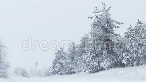 冬天的森林里冬天的森林里下雪的圣诞节视频的预览图
